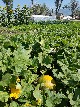 Produce growing at Everson Ranch - Cherrye Williams